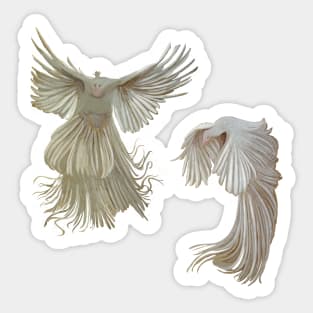 Albino Peacock Study Sticker